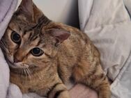 Goldige Suzana sucht ihre Familie - Margetshöchheim