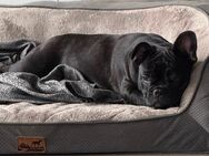 Französische Bulldogge Welpe Hündin darf in ein neues Zuhause ziehen - Detmold