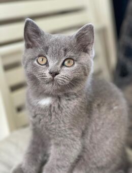 BKH Kitten Mädchen - Unna Zentrum