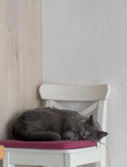 Kater BKH sucht zeitnah neues Zuhause - Bad Neuenahr-Ahrweiler