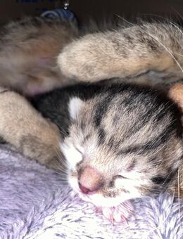 Kitten Abzugeben - Schnaittach