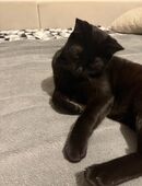 🐾 Wunderschöner Bengal-Mix Siamkater 6 Monate jung, verspielt & verschmust 🐾 in 32049