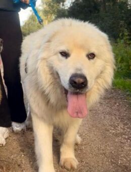 Rocco 💙💙💙 großes Hundeherz - Herxheim (Landau)