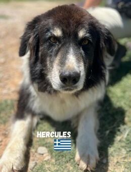 Hercules - ruhig und verschmust - Heppenheim (Bergstraße)