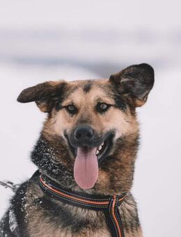 Delfi, liebevoller Clown - Süderholz
