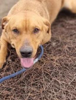 Tino sehnt sich nach einem Körbchen - Nordwalde