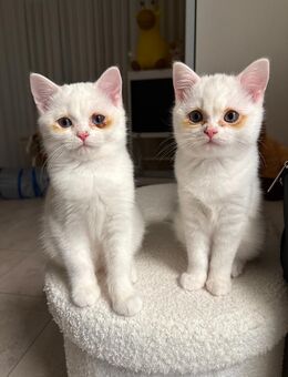 BKH Kitten - Witten