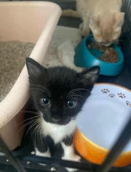 Diesel, kleiner Abenteurer, ca. 6 Monate - Vaterstetten