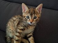 Kitten Mädchen abzugeben - Bobenheim-Roxheim