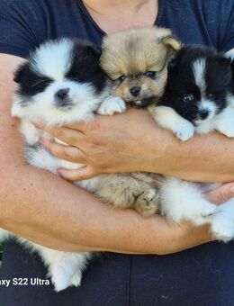 Pomeranian zwergspitz - Duisburg