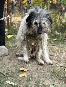Hundeomi Vileda sucht ein Zuhause - Heinsberg