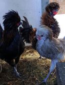 Verkaufen unsere Paduaner Gockel in 87534