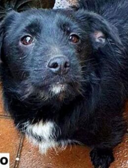 Rüde Liano sucht liebe Menschen - Neuhausen (Fildern)