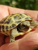 Steppenschildkröten, Vierzehen- Russische Landschildkröten, Nachzuchten weiblich in 02997