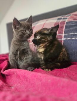 Süße Main-Coon Mix Kätzchen - München Pasing-Obermenzing