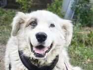 Unser Held Jorah sucht Zuhause - München