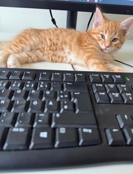 Kleiner Kater in liebevolles zu Hause abzugeben - Bad Bramstedt