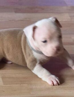 American bully wurf!! - Eisleben (Lutherstadt)
