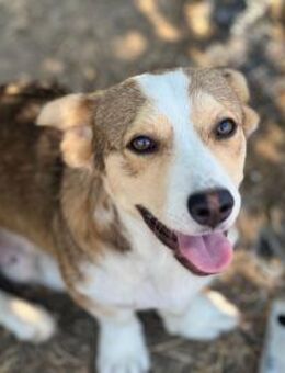 Schmusehund Hugo - Lindenberg (Rheinland-Pfalz)