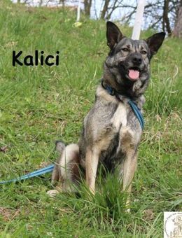 Bildschöne Diva Kalici - Kissing