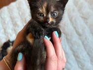 BKH-Thai Siam Kitten - Wallertheim