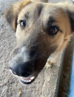 Billy braucht Unterstützung für Start - Köln