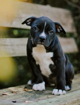 Xl american bully - Gera