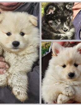 Quicklebendige Pomsky Welpen - Mönchengladbach