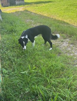 Border Collie - Tröstau