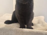 BKH Kitten sucht liebevolle Zuhause - Hamburg