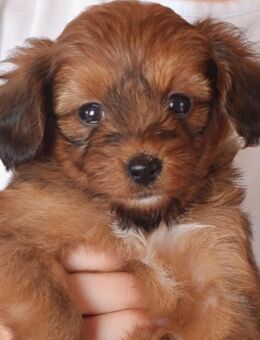 Papipoo Welpen (Papillon+Toypudel) - ähnlich Maltipoo/Cavapoo - Mühlacker