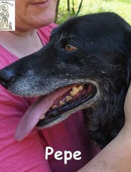 Pepe Ein Seelentröster, ... - Kissing