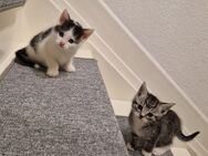 Katzen Kitten in liebevolle Hände zu vermitteln - Siegen (Universitätsstadt)