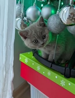 Unsere vier zuckersüßen und reinrassigen Britisch Kurzhaar Kittens suchen ein neues und liebevolles Zuhause! - Gummersbach
