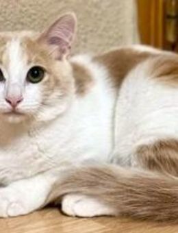 Copito Kleine Kämpfer - Bad Camberg