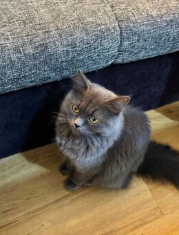 Perserlanghaar katze - Berlin