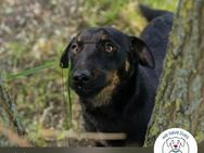 Chip 231610: Sucht ein Zuhause - Kirchzell