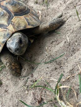 Griechische Landschildkröten/ Testudo Hermanni - Salzkotten Zentrum