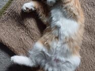 MainCoon/Ragdollkitten - Herrnhut Berthelsdorf