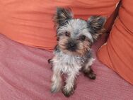 Mini Yorkshire Terrier Welpe zu verkaufen - Wuppertal