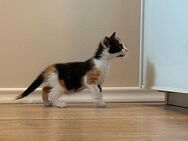 3 Kitten in liebevolle Hände abzugeben - Lunow-Stolzenhagen