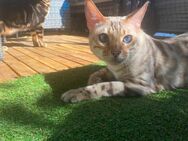 Bengal Kater - Heddesheim