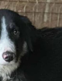 Rune ist ein Überlebenskünstler 🐾 - Elsdorf (Nordrhein-Westfalen)