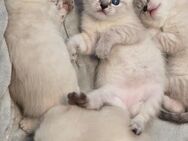 Bkh Kitten suchen ein liebevolles zuhause❤️ - Kirchen (Sieg)