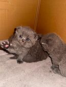 Britisch kurzhaar/ Bkh kitten in 06679