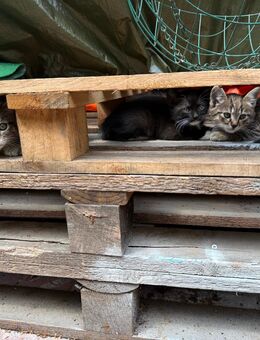 Kitten - Bottrop Zentrum
