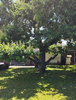 Gemütliches Einfamilienhaus mit großem Garten in Herbrechtingen - Herbrechtingen