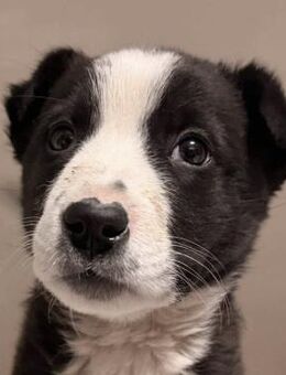 Welpenbub Hubi 💙 - Laufen