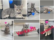 Reinrassige bkh kitten - Lippstadt