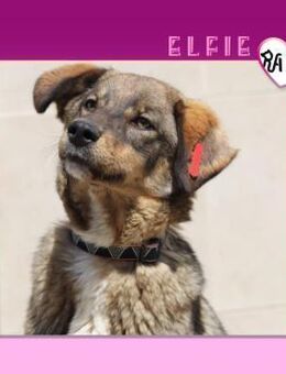 💛 ELFIE 💛 - HERZENSMENSCHEN GESUCHT! - Alfeld (Leine)
